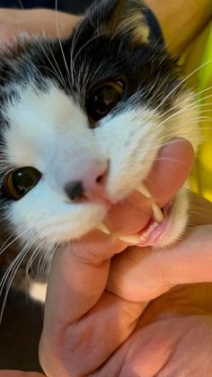 a black and white cat being petted by someone's hand with it's mouth open