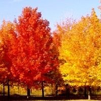 trees with yellow and red leaves are in the foreground, while another tree is in the background