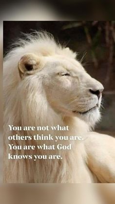 a white lion with its eyes closed and the words you are not what others think you are