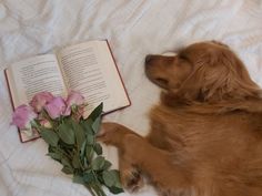 a dog laying down next to a book and flowers