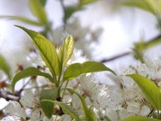 white flowers are blooming on a tree branch