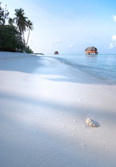 a sandy beach with white sand and palm trees