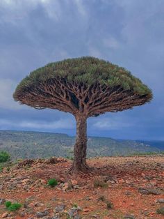 a tree that is standing in the dirt