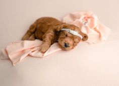 a small brown teddy bear laying on top of a pink blanket with a white headband