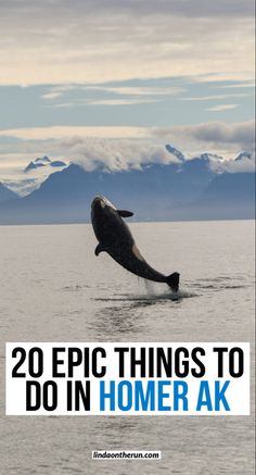 a whale jumping out of the water with text overlay that reads 20 epic things to do in homer ak