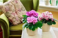 two potted plants sit on a table in front of a green chair and window