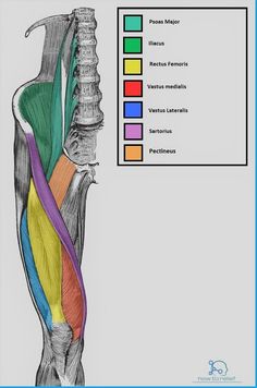 the muscles are labeled in different colors