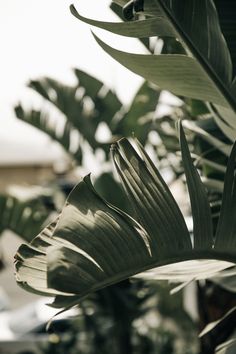 some green leaves are in the sunlight