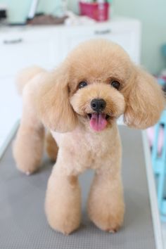 a small brown poodle standing on top of a table