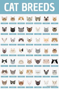 the cat breeds are shown in this poster