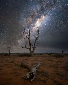 the night sky is filled with stars, and there are dead trees in the foreground