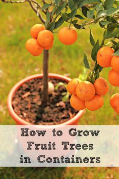 an orange tree in a pot with the words how to grow fruit trees in containers