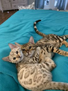 two cats laying on top of each other on a blue bed sheet in a room