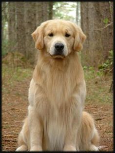 a golden retriever dog sitting in the woods