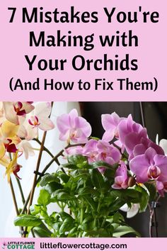 pink and white orchids with text overlay that reads, 7 ways to fix them