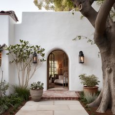 a white house with a tree and potted plants