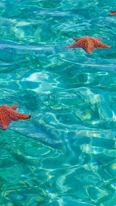 three red sea stars floating in the ocean