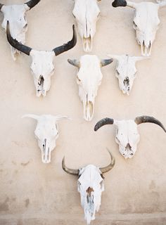 several long horn steer heads mounted to the side of a building