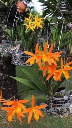 orange flowers are in baskets hanging from a tree