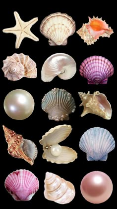 various seashells and pearls on a black background