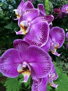 purple orchids with green leaves in the background