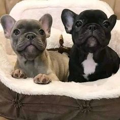 two small dogs are sitting in a dog bed