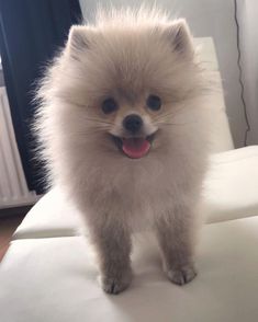 a small white dog standing on top of a bed with its tongue out and it's eyes wide open