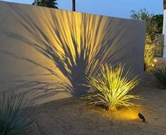 the shadow of a palm tree is cast on a wall in front of some plants