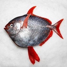 a fish that is sitting on top of a white surface with some red and black spots