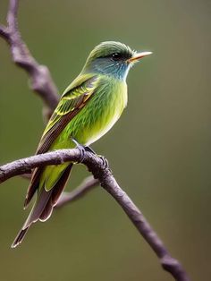 a small green bird sitting on top of a tree branch