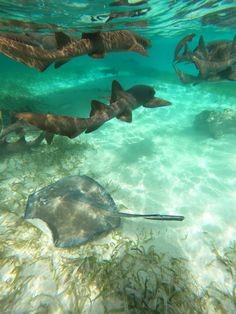 a group of fish swimming in the water near some seaweed and other marine life