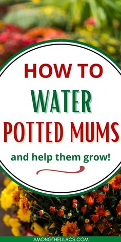 the words how to water potted mums and help them grow in front of colorful flowers