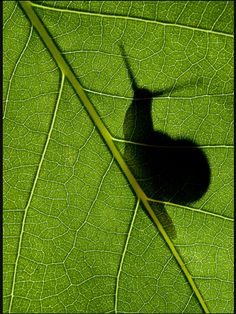 the shadow of a small animal on a green leaf