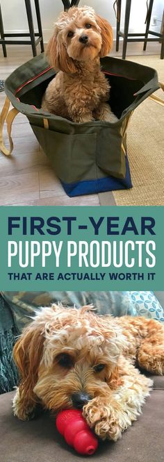 a dog laying on the floor with his toy in its mouth and text that reads, first - year puppy products that are actually worth it