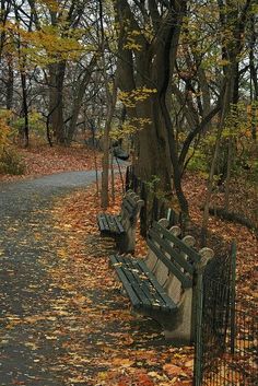 two park benches sitting next to each other on a leaf covered path