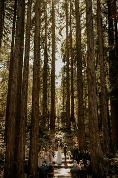 a wedding ceremony in the woods surrounded by tall trees and sun shining through the trees