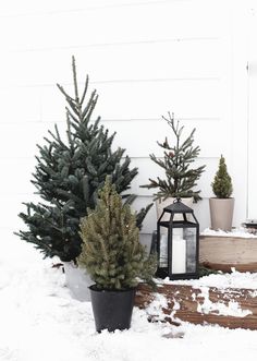 three small trees are sitting in the snow next to a lantern and some potted plants