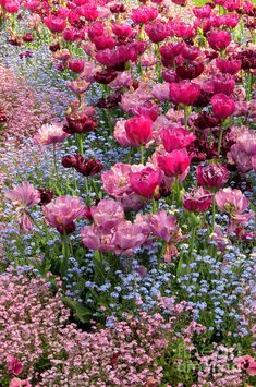 many different colored flowers in a field