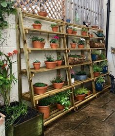 many potted plants are arranged on shelves in the back yard, along with other planters