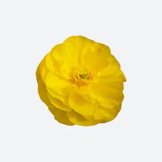 a single yellow flower on a white background