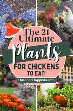 the ultimate guide to growing and caring plants for chickens in your backyard or garden with text overlay that reads, the 21 ultimate plants for chickens to eat