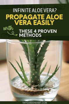 an aloe plant in a glass vase with text overlay that reads, infinite aloe vera propagate aloe vera easily these 4 proven method