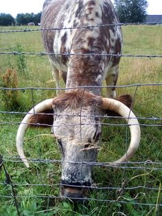 a cow is eating grass behind a fence