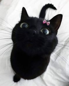 a black cat with a pink bow on it's head looking up at the camera