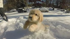 a dog is playing in the snow with its paw up to it's mouth