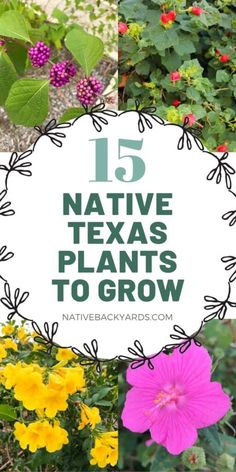 flowers with the words 15 native texas plants to grow in front of them and below