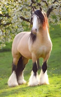 a brown and white horse standing on top of a lush green field next to a tree