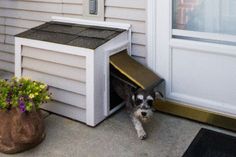 a dog is coming out of his house with its door open