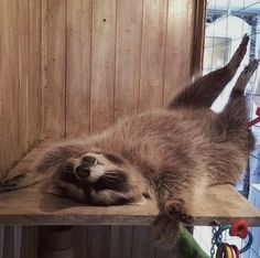 a raccoon laying on top of a wooden shelf