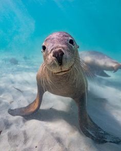 an image of a seal in the water